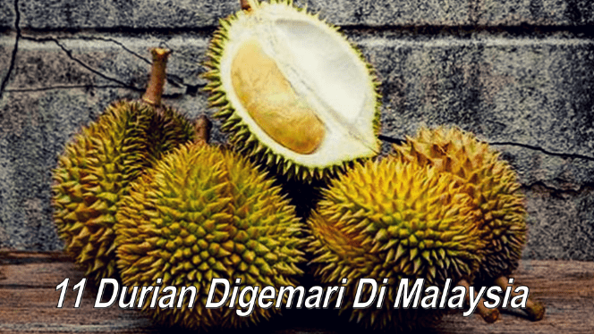 Senarai Jenis Buah Durian Popular Dan Digemari Di Malaysia