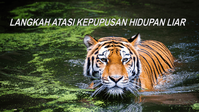 contoh karangan langkah membendung kepupusan hidupan liar