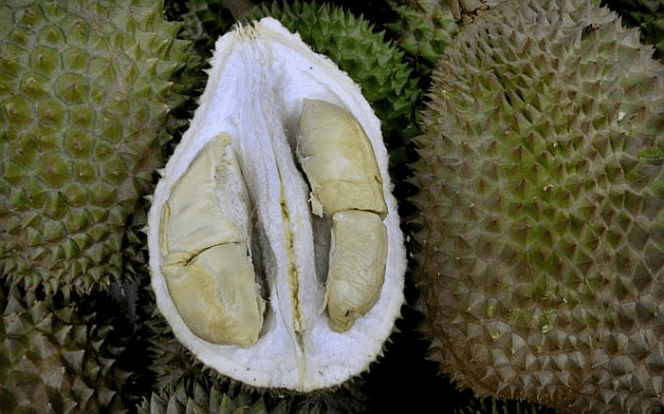 12 Jenis Buah Durian Popular Dan Digemari Di Malaysia